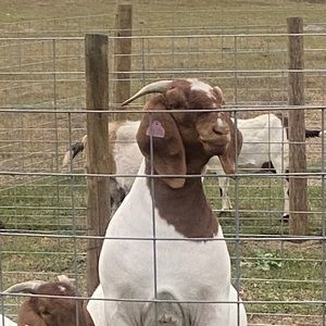 Meet your Posher, Gina